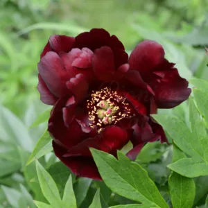 Simply Red (Red Double Seedling)